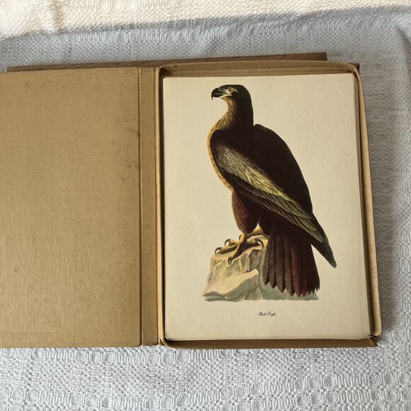 Audubon Birds Of America: 46 Of 50 Color Plates Selected by Roger T Peterson - Picture 4 of 15